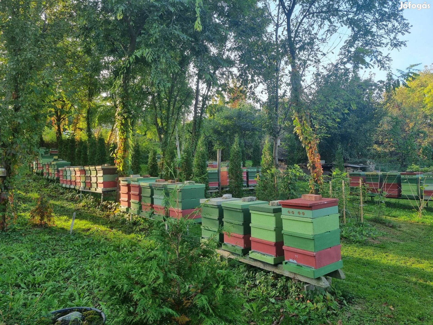 Méhcsaládok,méhészet