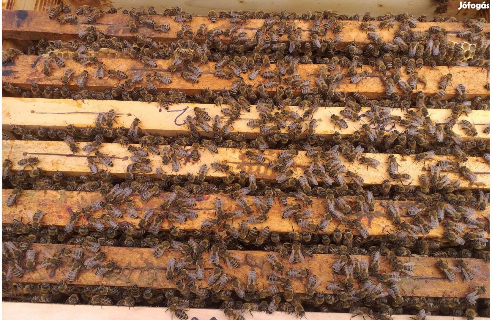 Méhek eladók