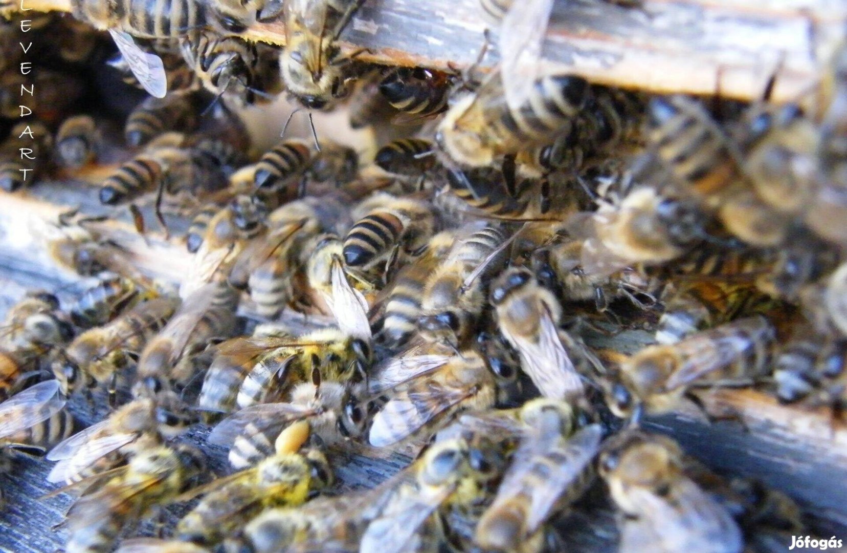 Méhek eladók
