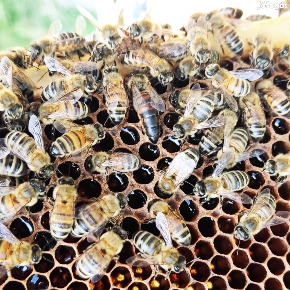 Méhek kaptárban vagy kereten eladók 