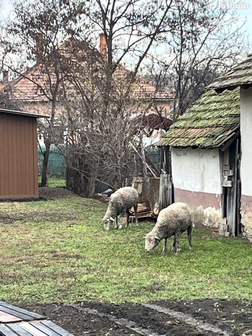 Merinó Anya birka eladó 2 db 