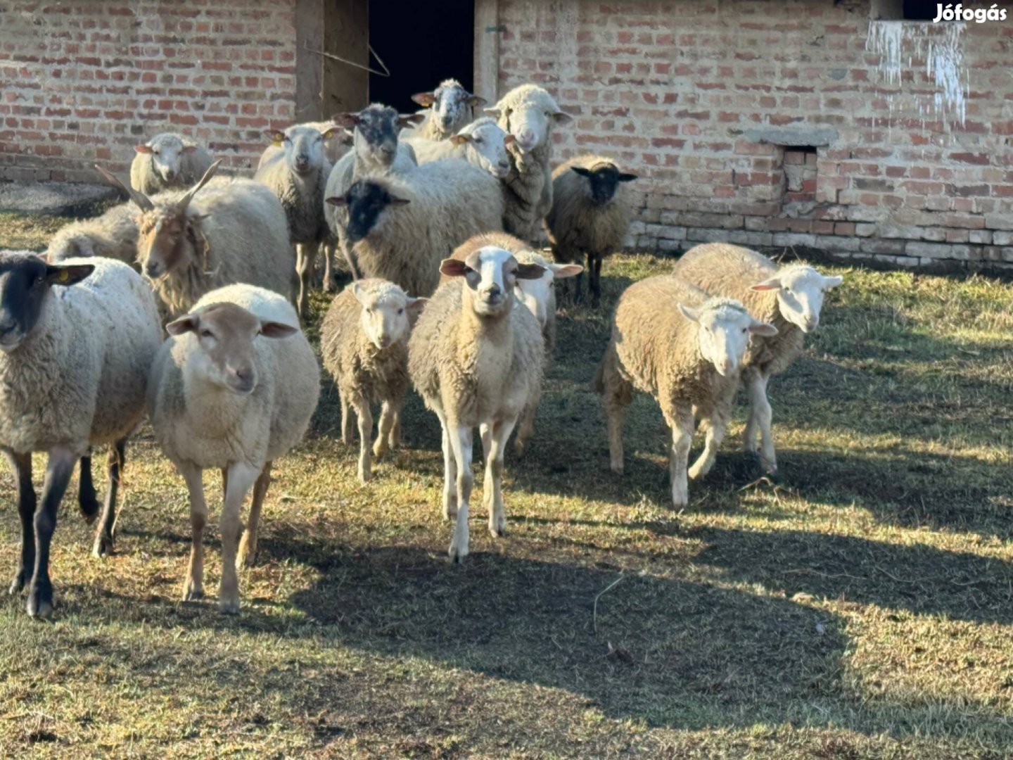 Merino család eladó