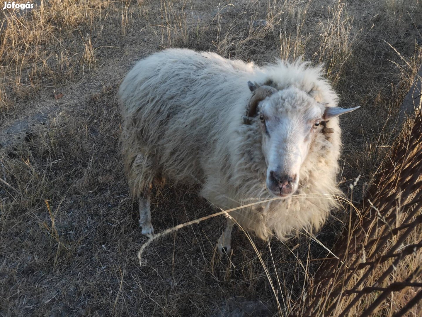 Merino es racka elado