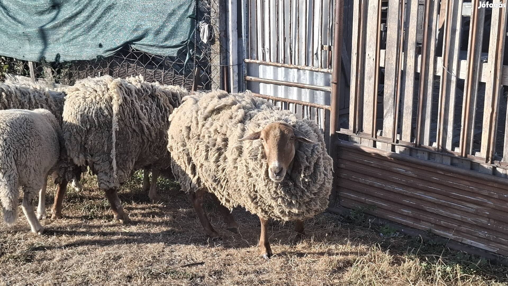 Merino juhok eladók