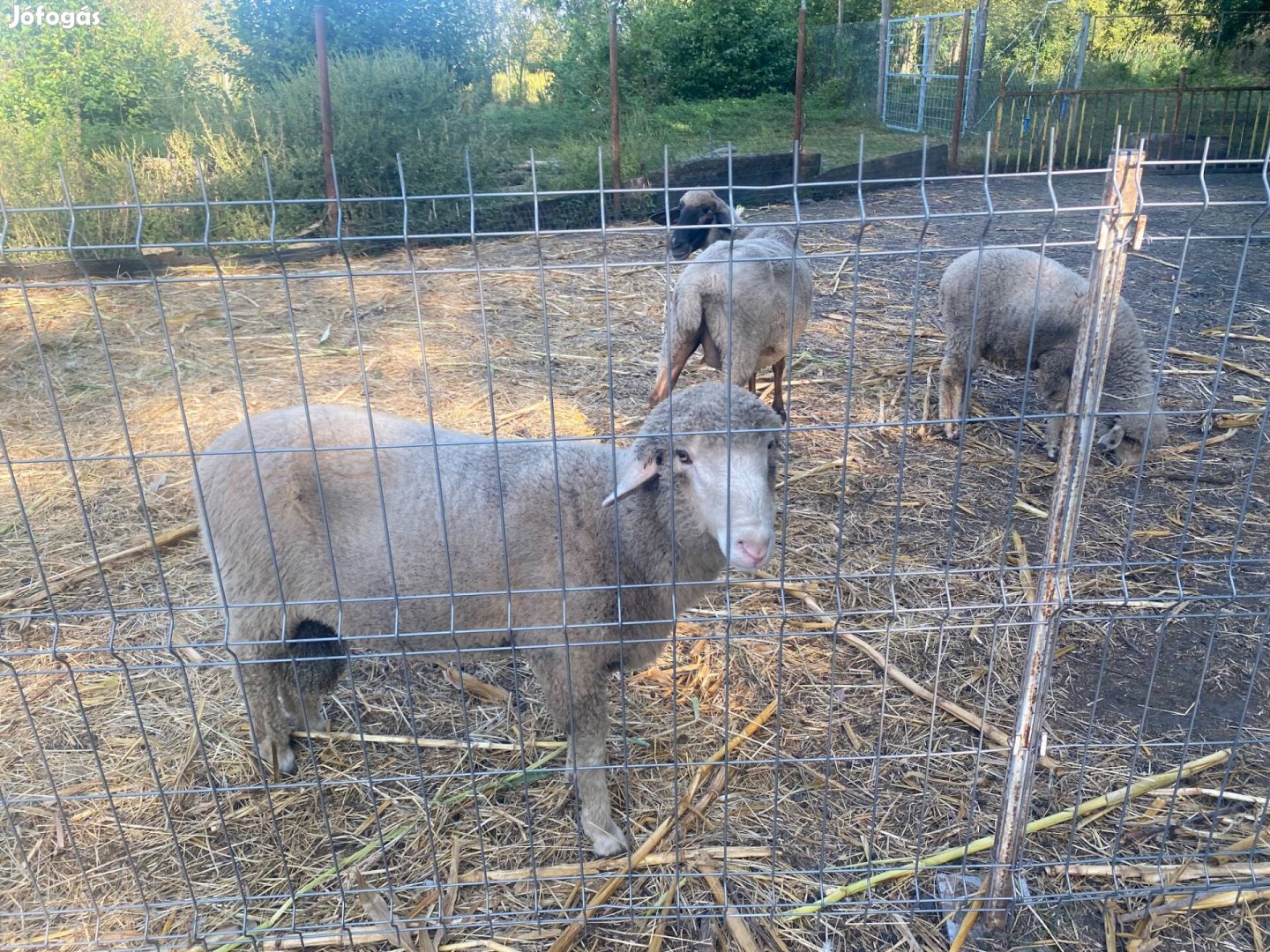 Merino kos eladó