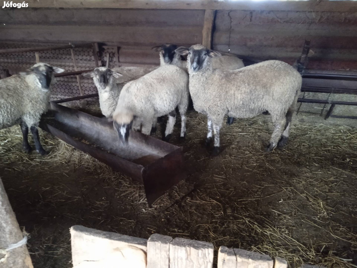 Merino suffolk birka juh keresztezett bárányok 