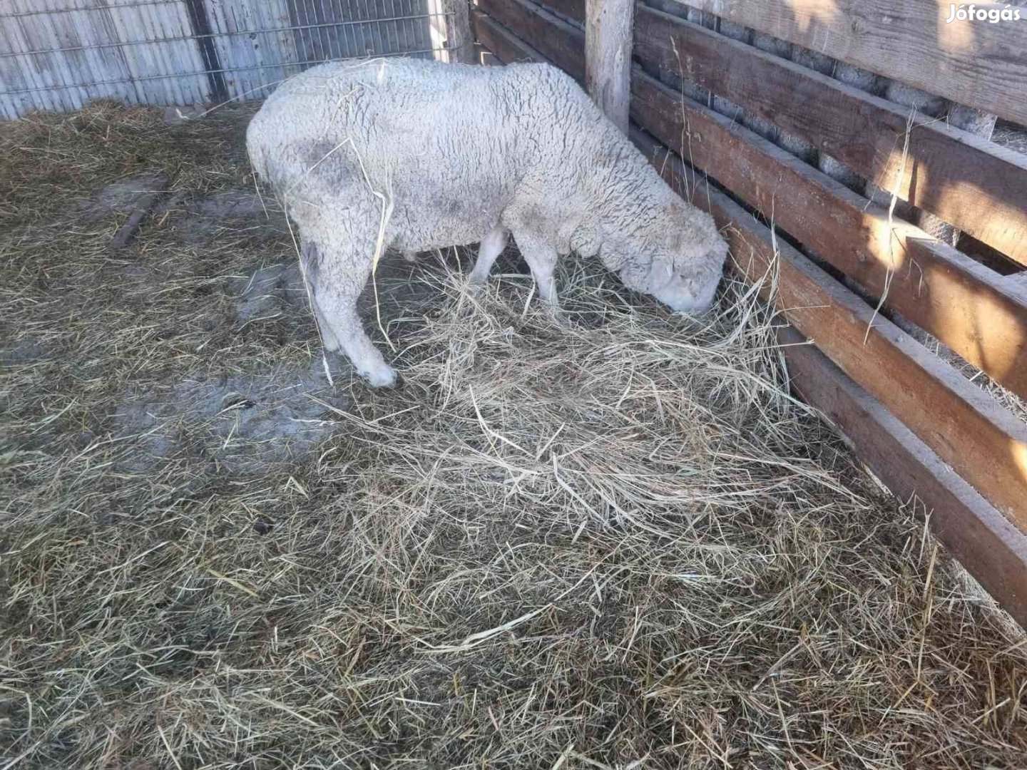 Merinói Kos birka eladó!