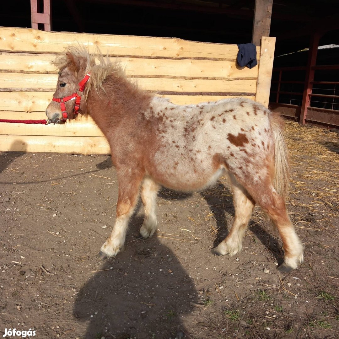 Mesebeli mini póni lovacska eladó