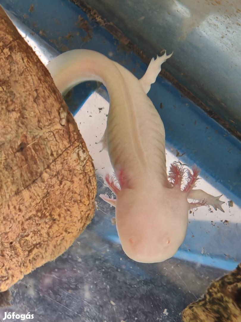 Mexikói axolotl