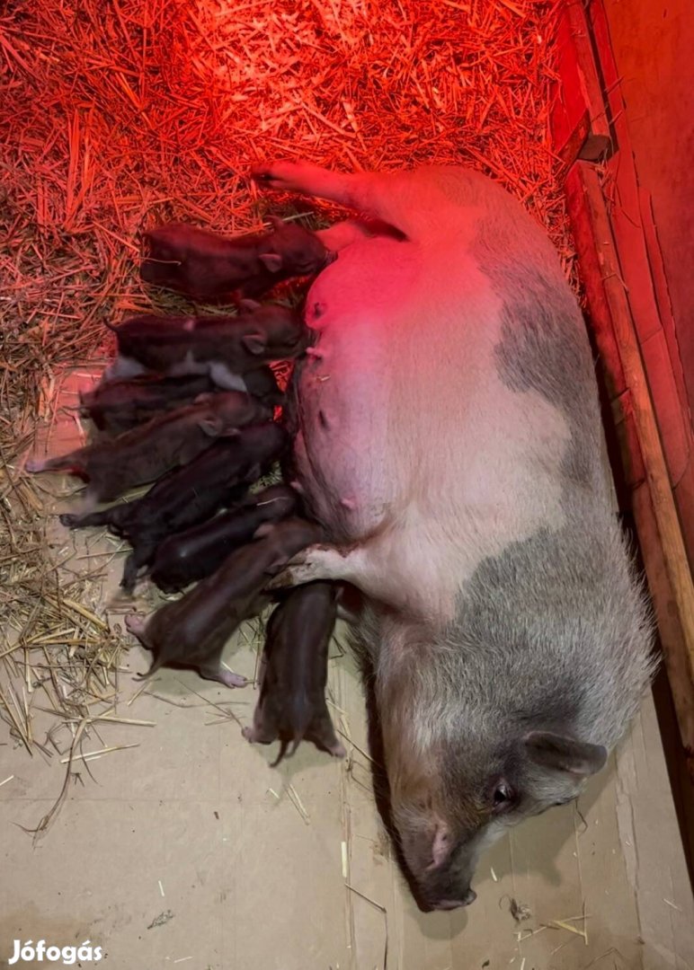 Mikro malac tenyészpár 1/2baráti áron