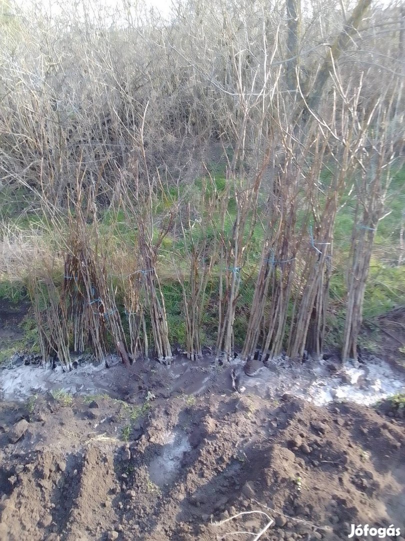 Milotai 10 diófa csemete eladó