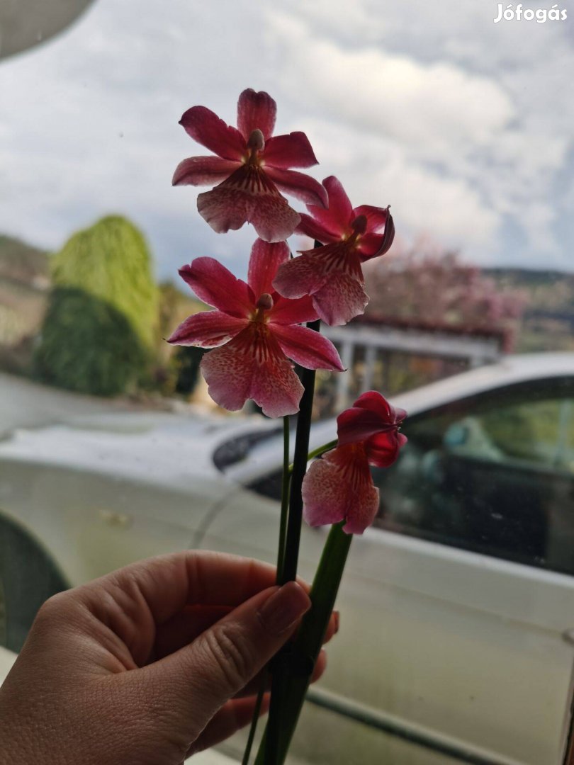Miltonia orchidea