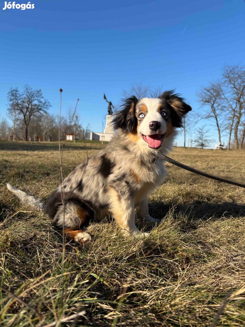 Mini Aussie / Mini Amerikai juhász szuka blue merle