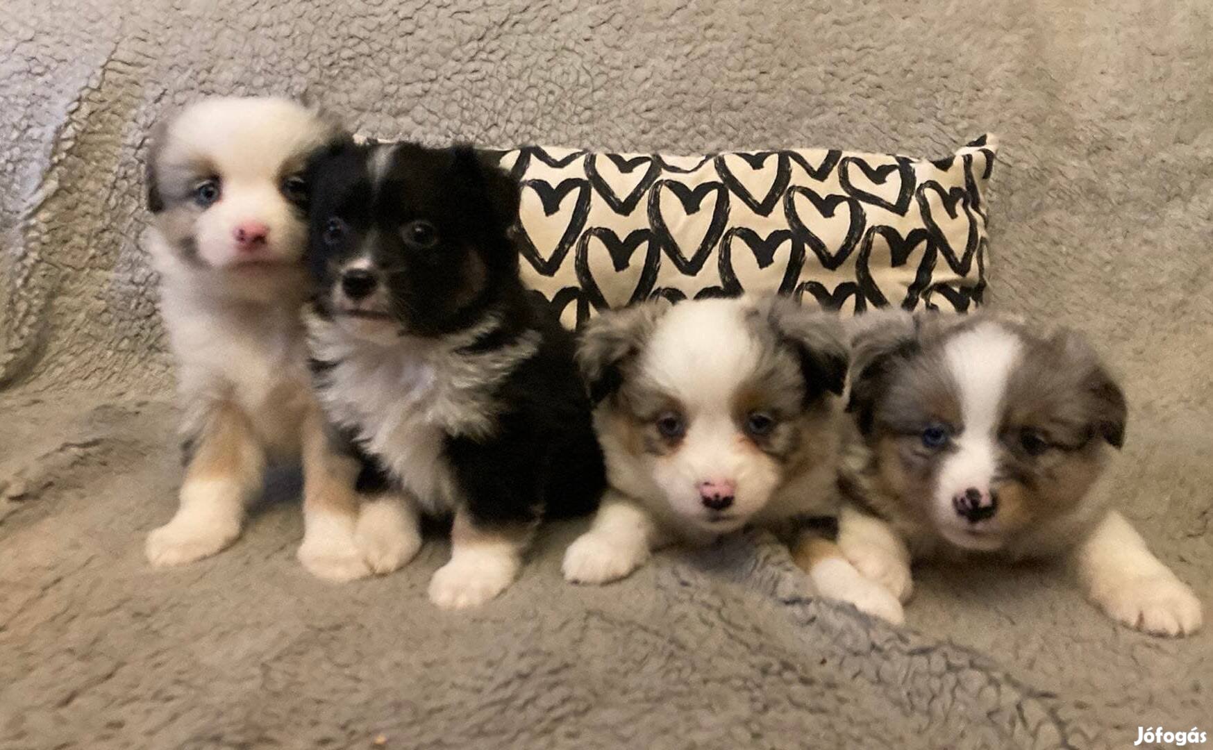 Mini Aussie , Mini Ausztrál juhász , Mini Amerikai kiskutyák