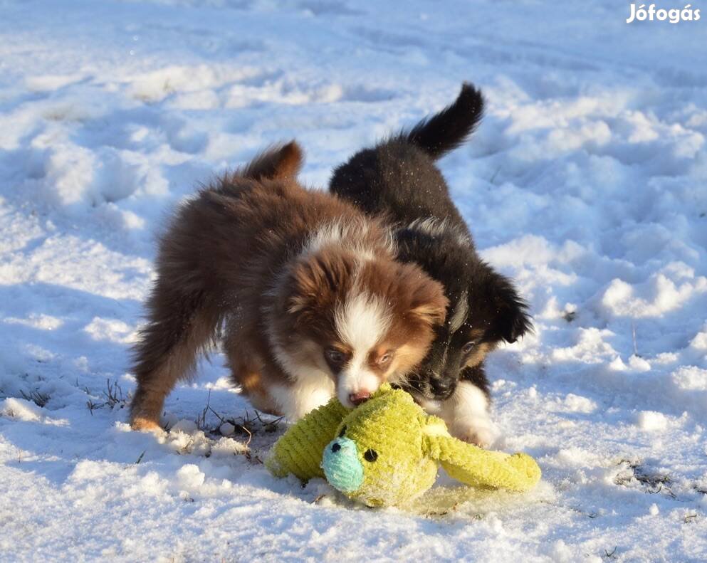 Mini Aussie kiskutyák trikolor színben