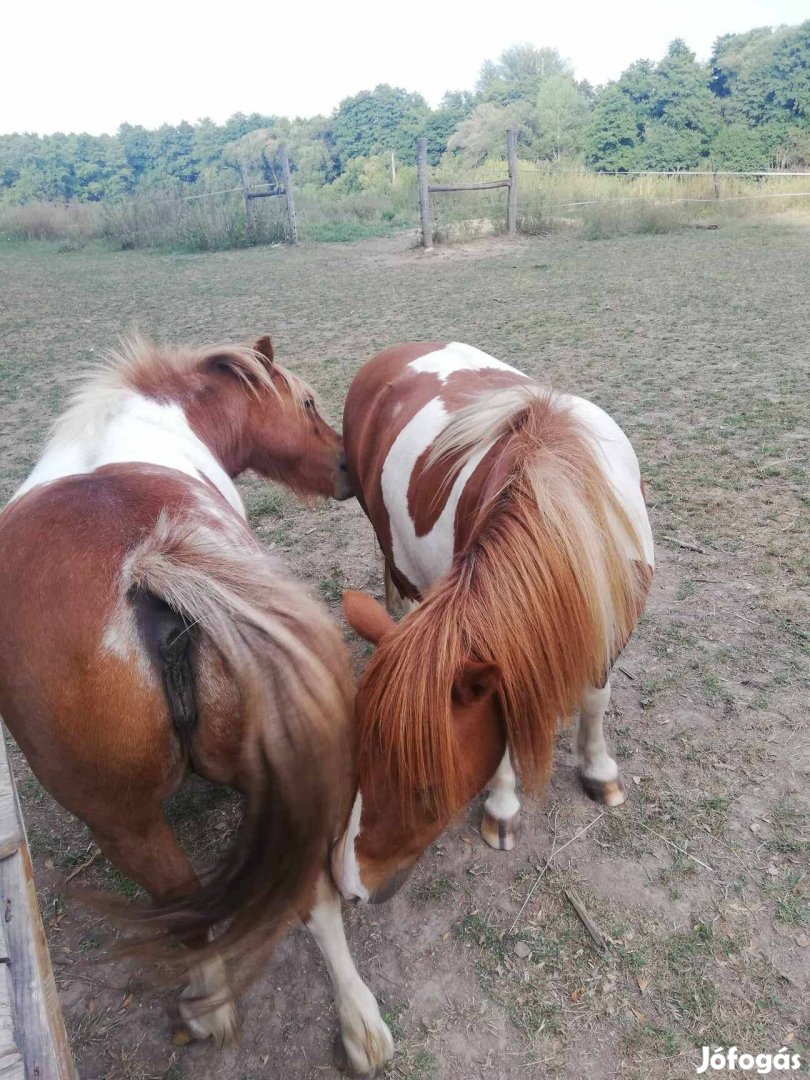 Mini Shetlandi póni pár