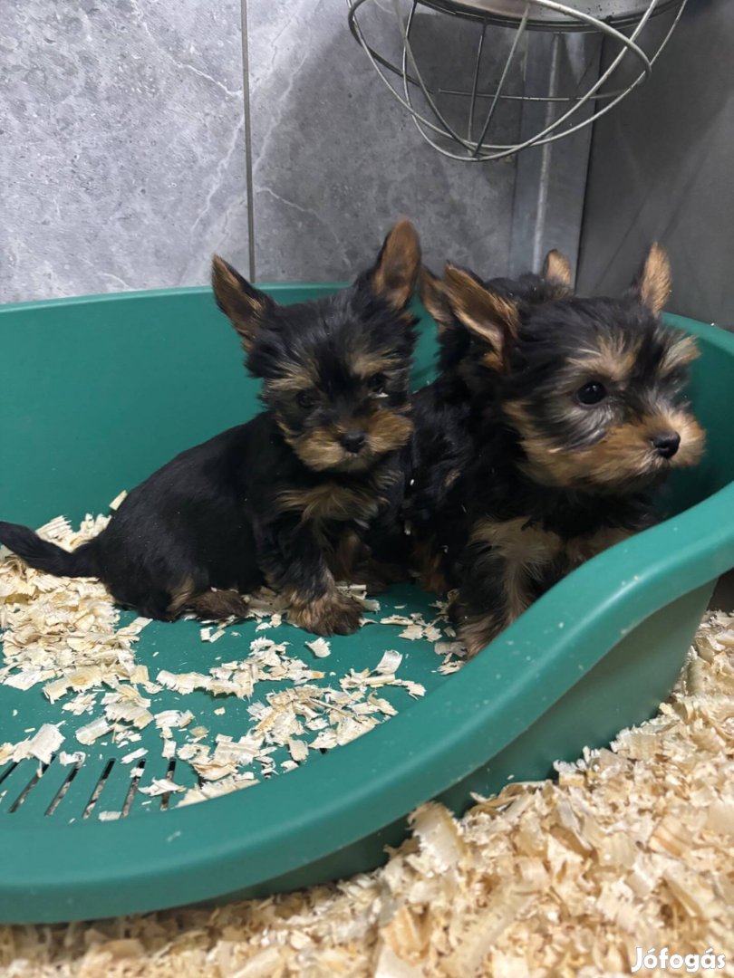 Mini Yorki , yorkshire terrier fajtatiszta jellegű yorkik foglalhatók