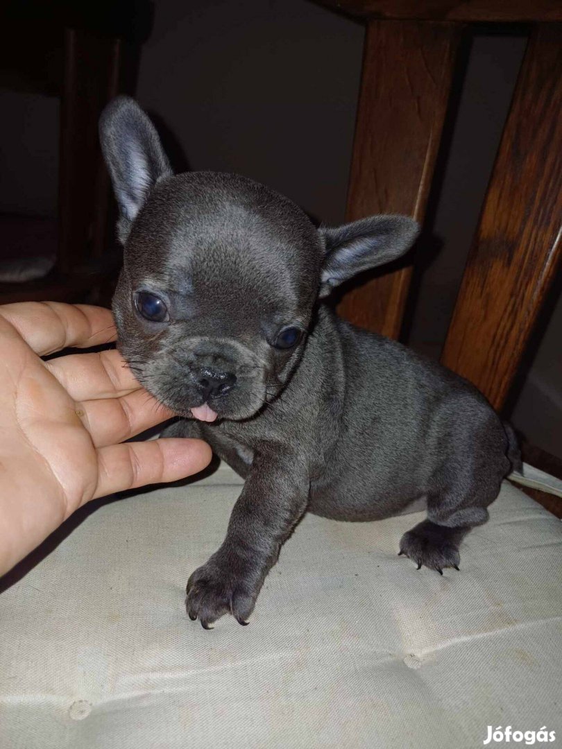 Mini francia bulldog kislány, kisfiú, fajtatiszta jellegű
