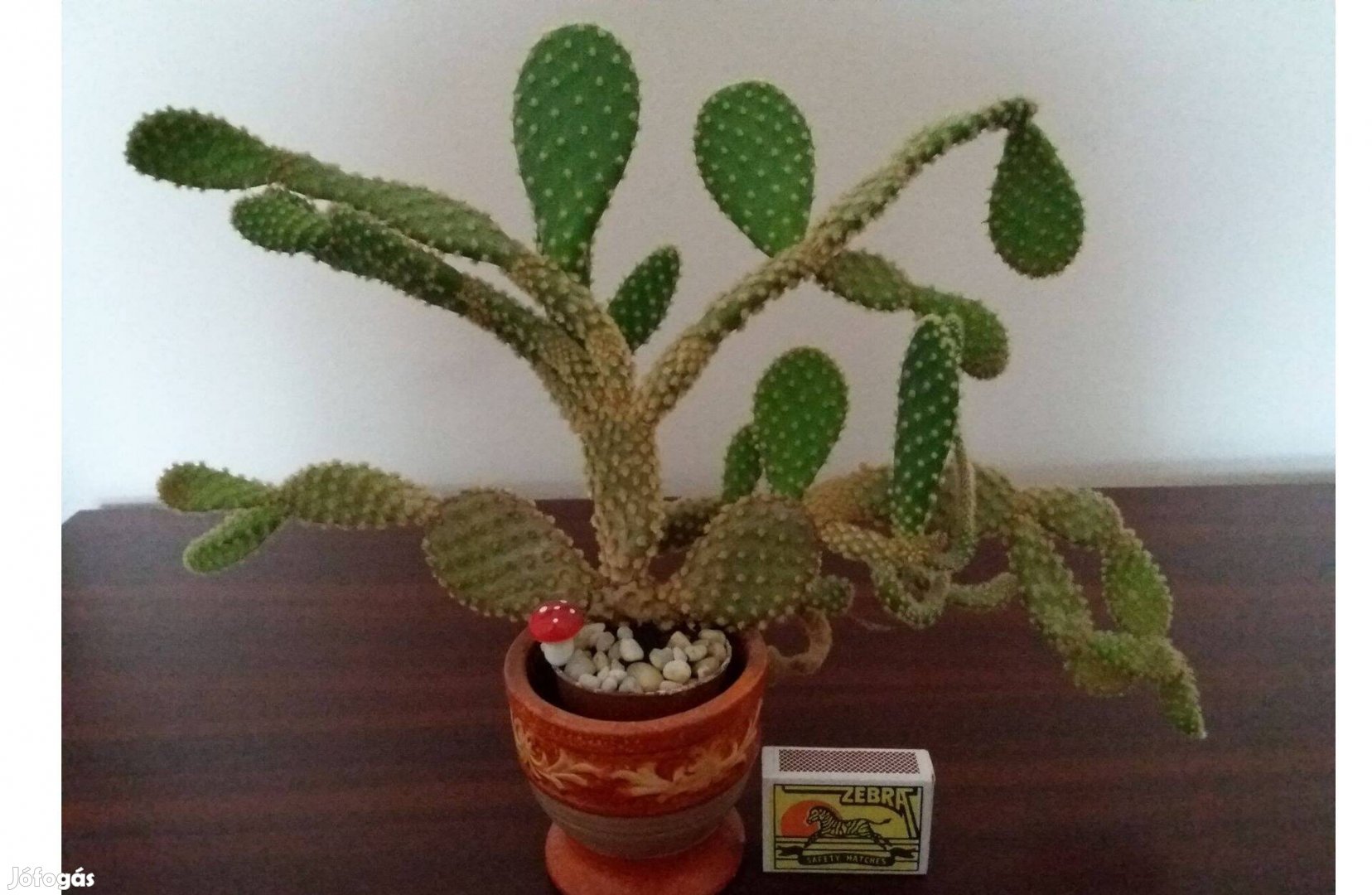Mini kaktusz kaspóban dekorációkkal