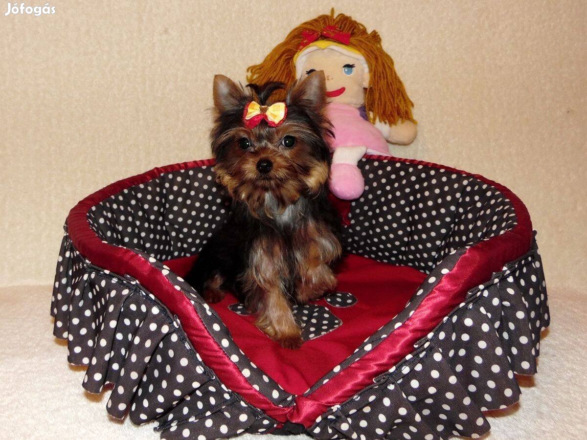 Mini kislány Yorki, Yorkshire terrier, Törzskönyvvel eladó