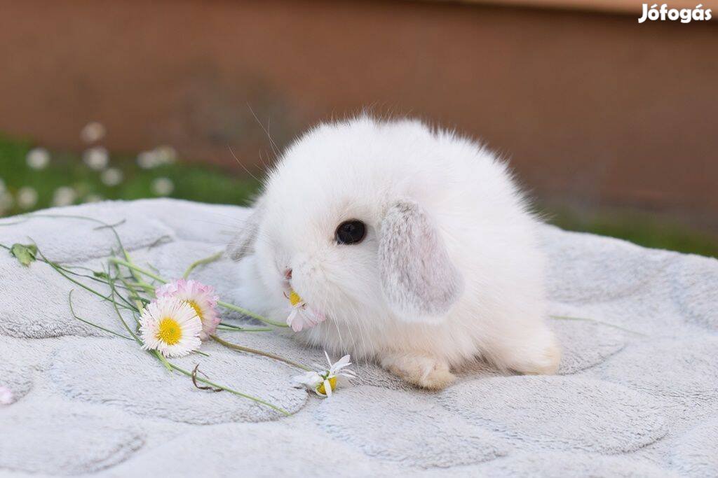 Mini kosorrú, lógófülű törpenyuszi, törpenyúl tenyészetből