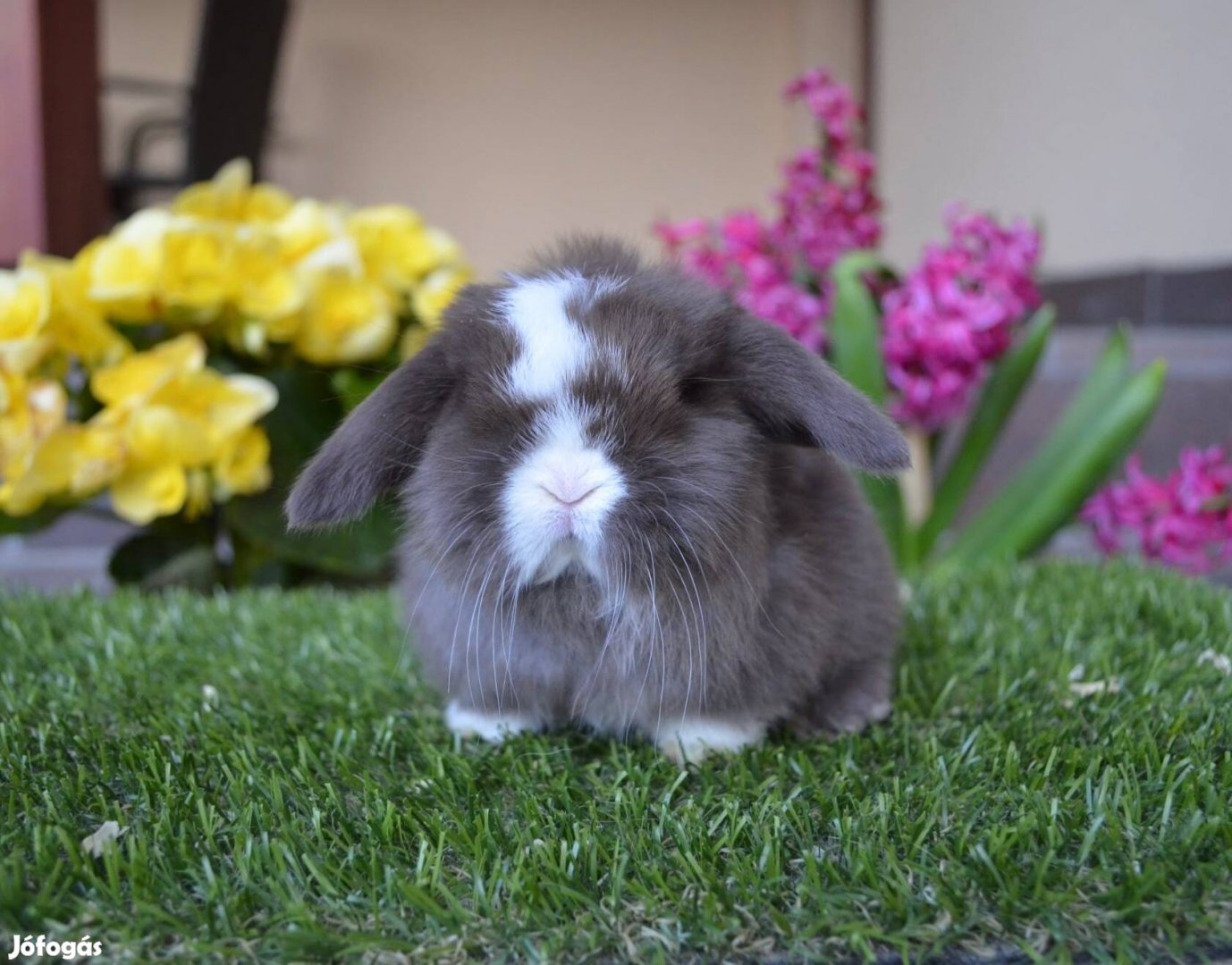 Mini kosorrú havanna split bak nyuszi