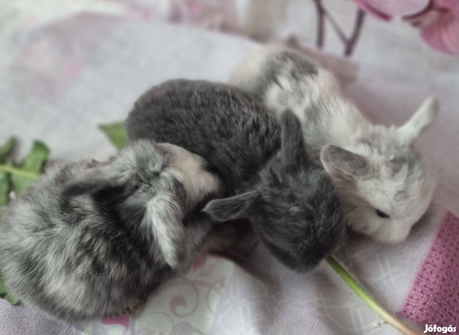 Mini kosorrú nyuszi, nyúl