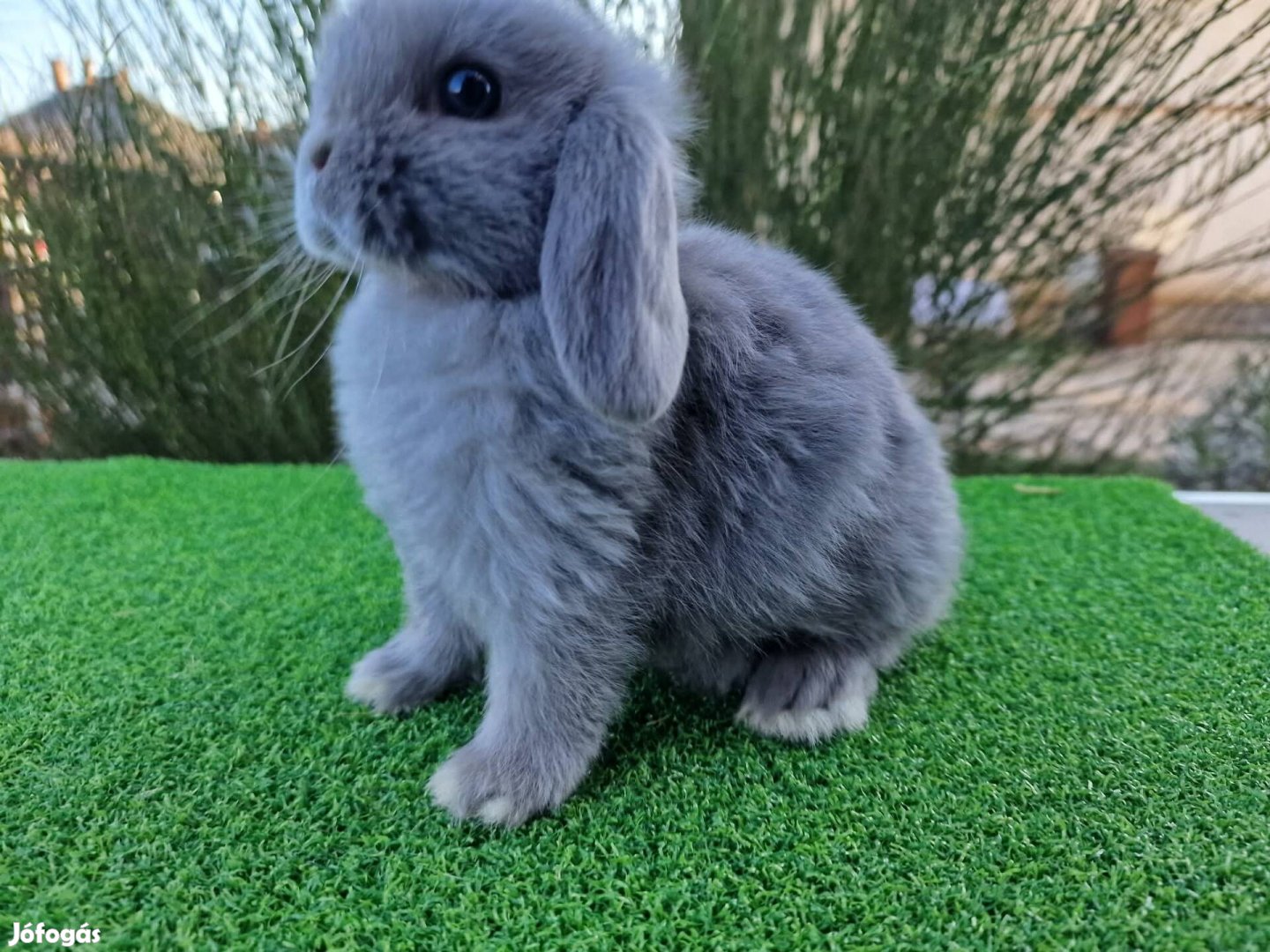 Mini kosorrú nyuszi, nyúl