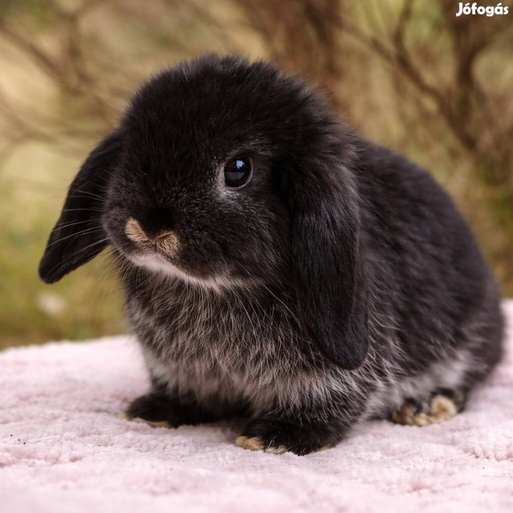 Mini kosorrú nyuszi eladó
