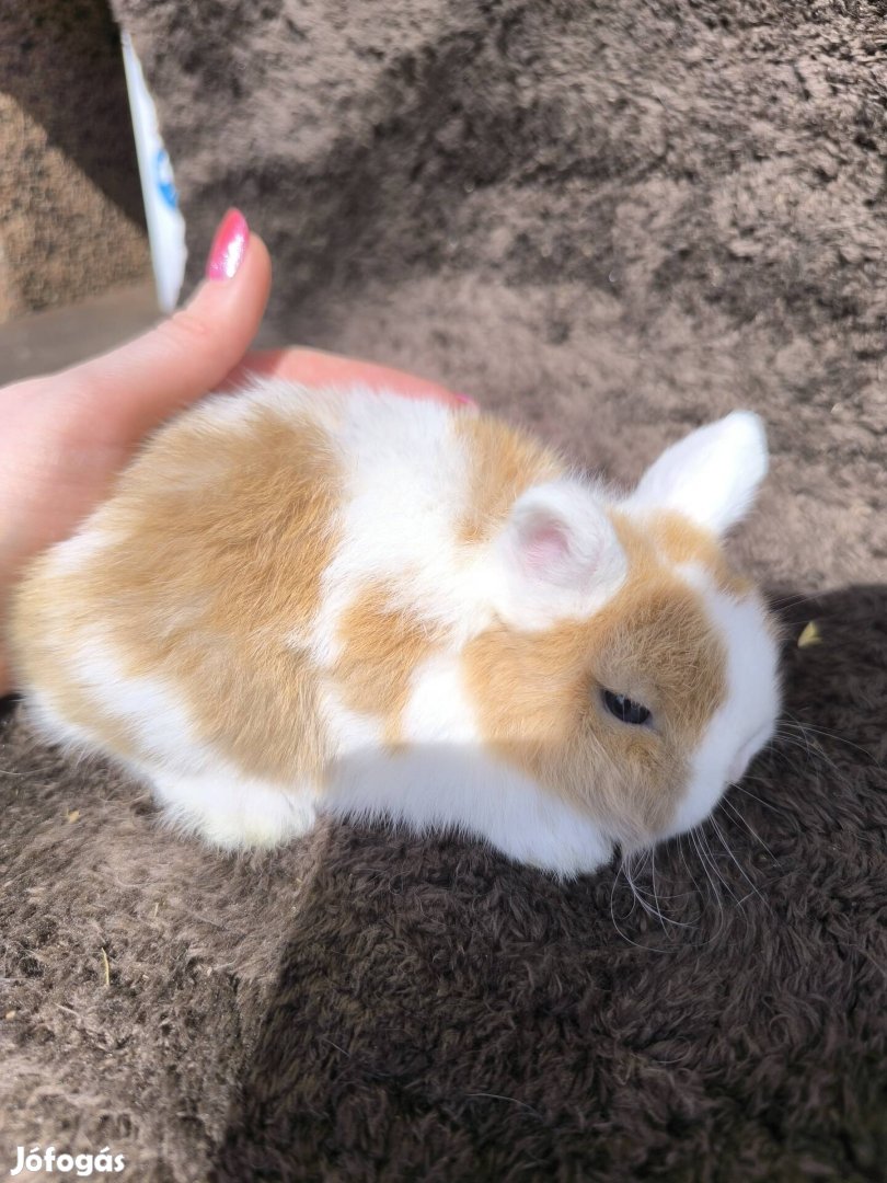 Mini kosorru nyuszi torpenyul