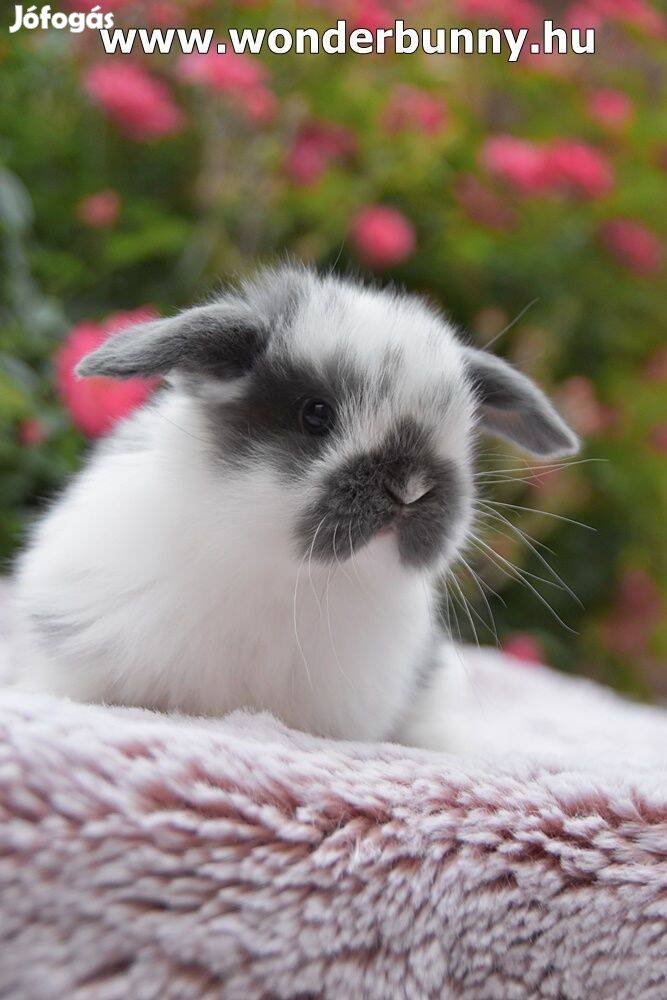 Mini kosorrú törpenyuszi, törpenyúl