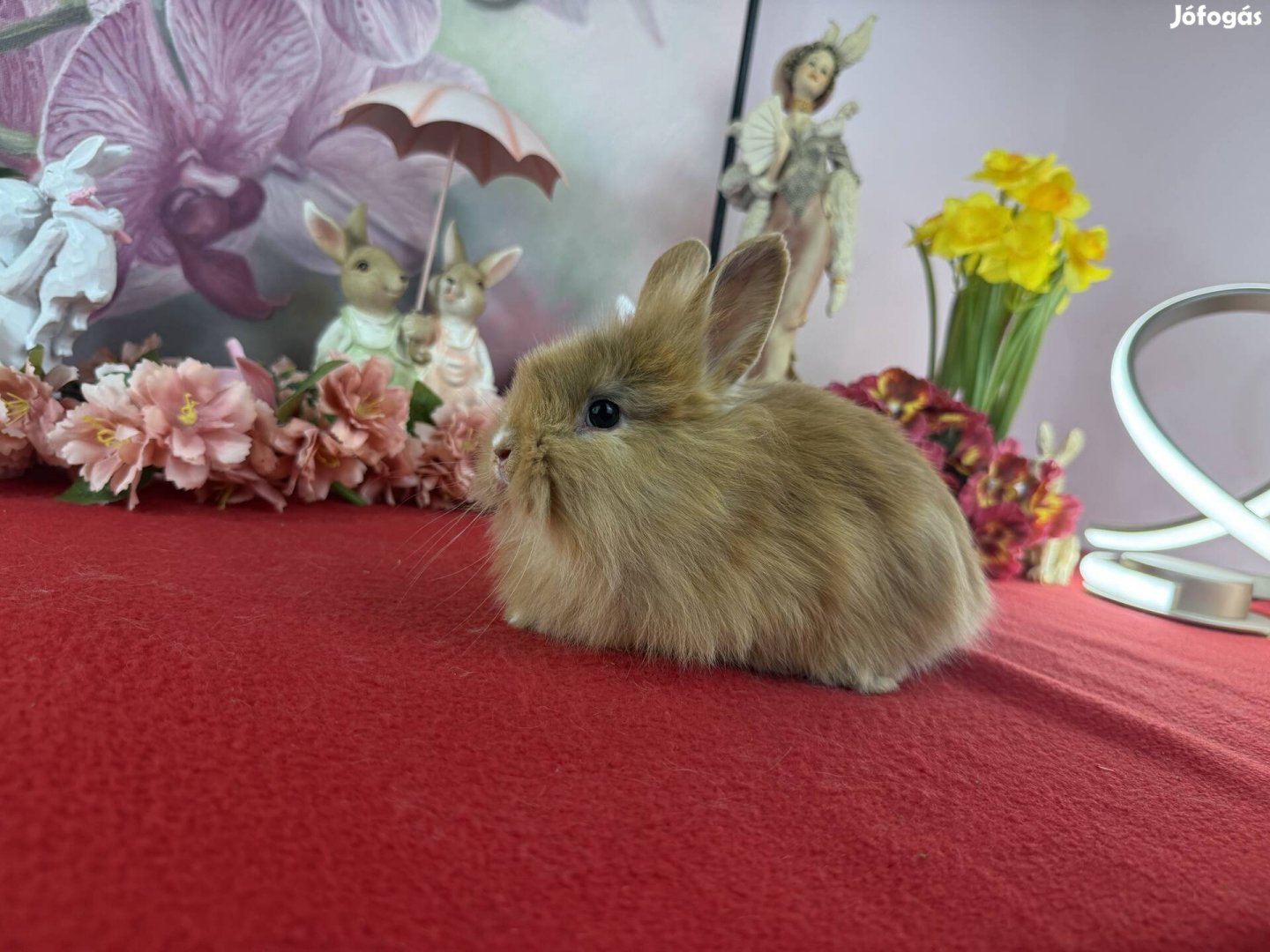 Mini oroszlánfejű nyúl, nyuszi, törpenyúl, törpenyuszi