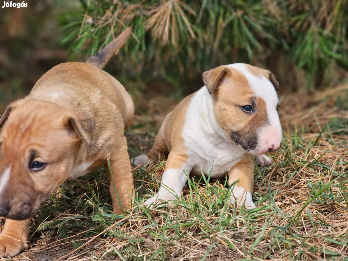 Miniatűr Bullterrier 8-hetes extra minöségű kiskutyák eladóak!