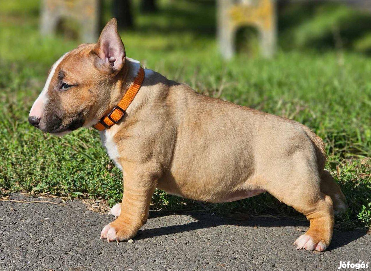 Miniatur bullterrier minöségi kiskutyák eladóak!