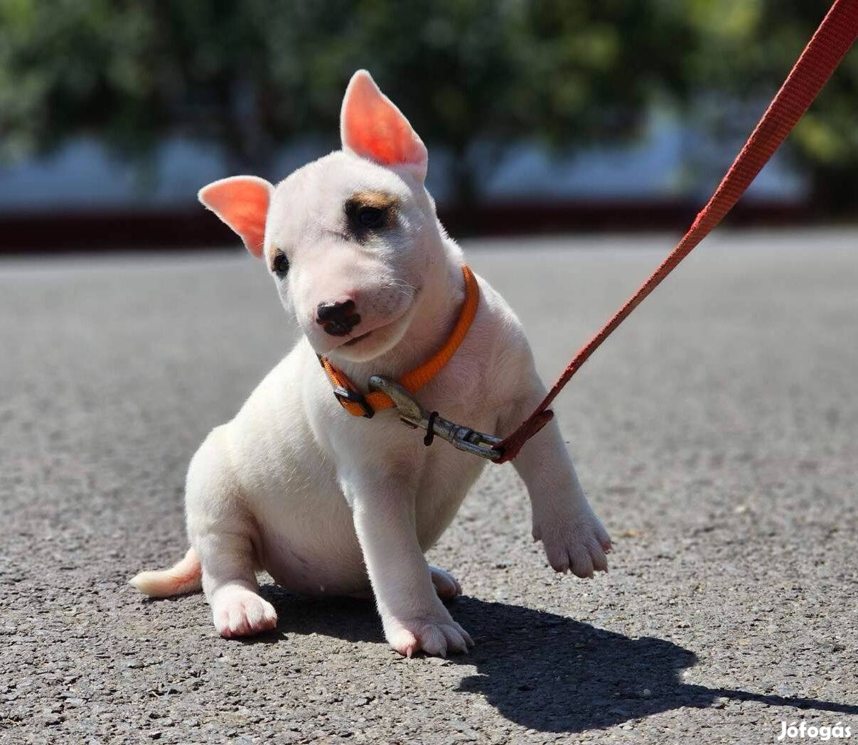 Miniatur bullterrier szuka kiskutya eladó!