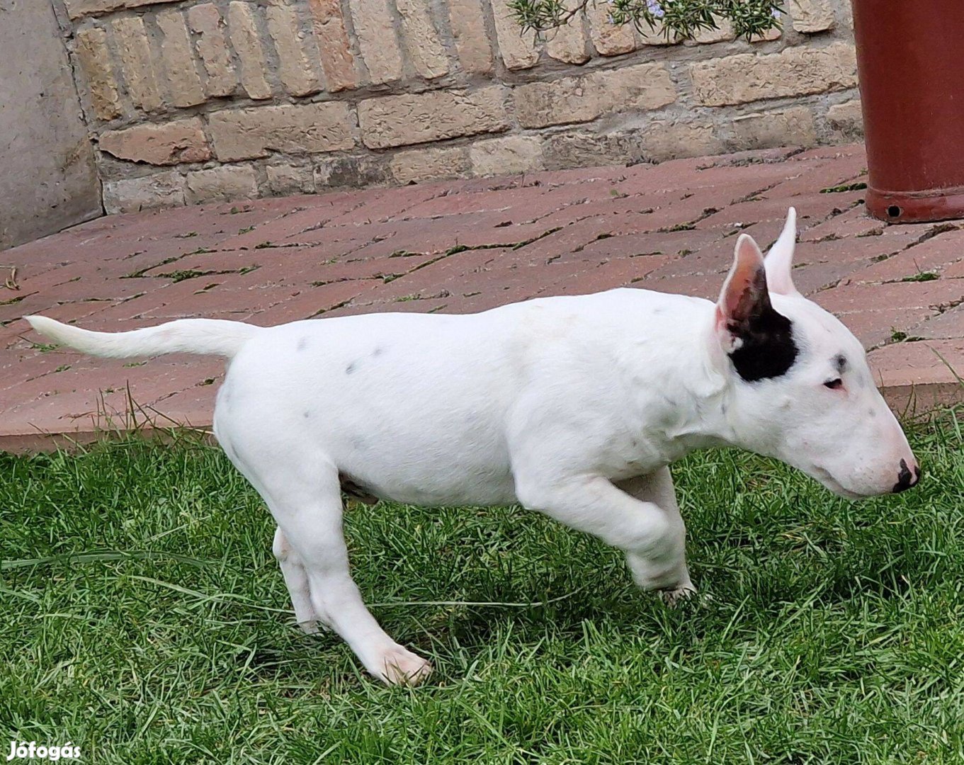 Miniature Bull Terrier - Miniatűr bullterrier kölykök eladók