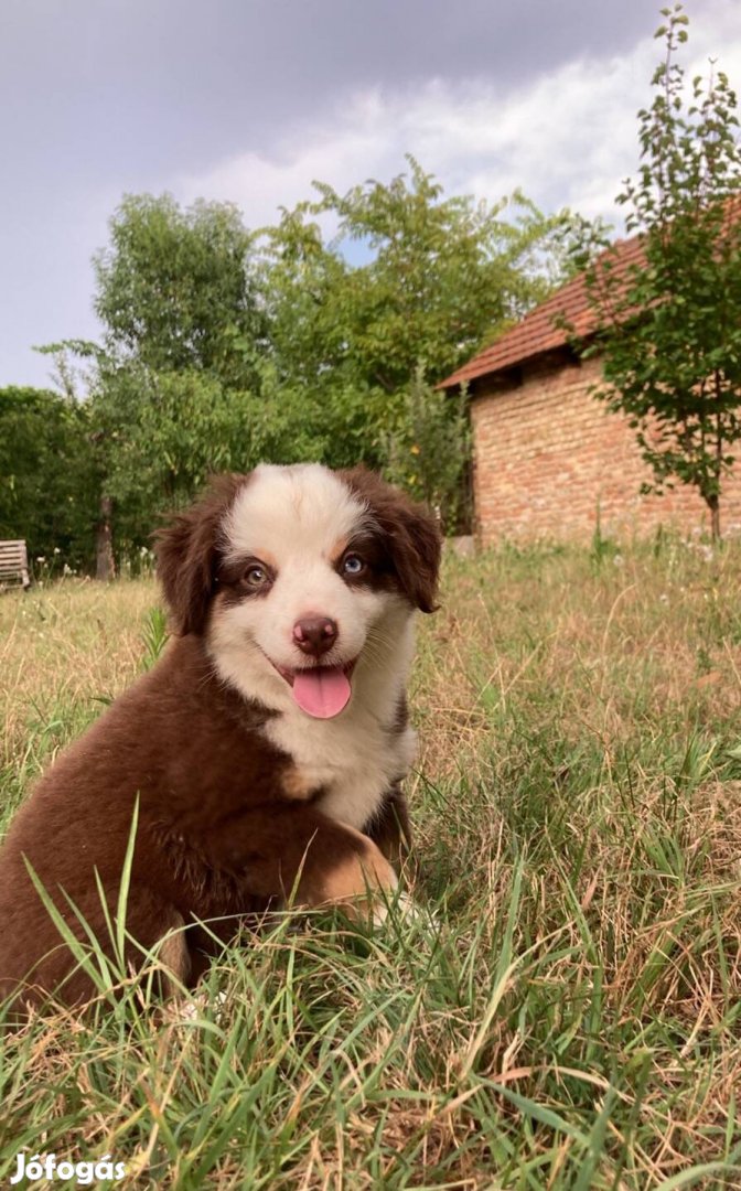 Miniaussie, Mini Ausztrál juhász , Mini Amerikai