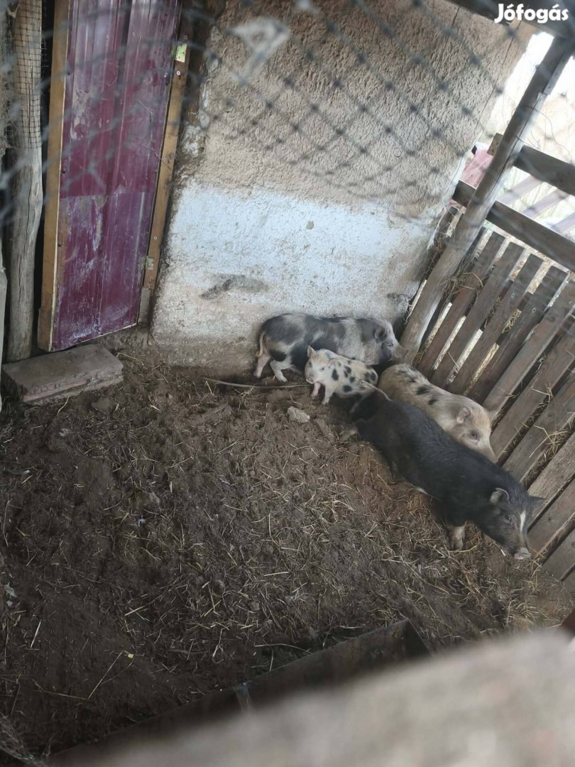 Minnesotai malac család költözne