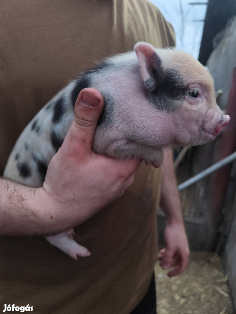 Minnesotai törpe kismalacok