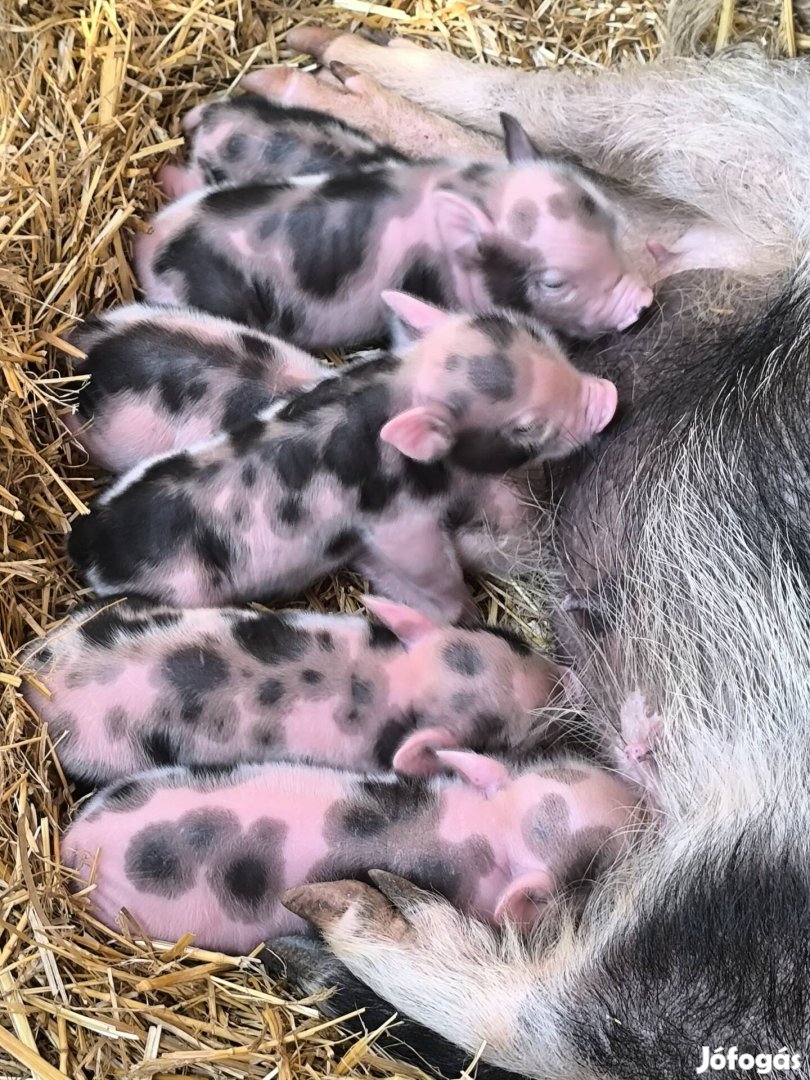 Minnesotai törpe malac