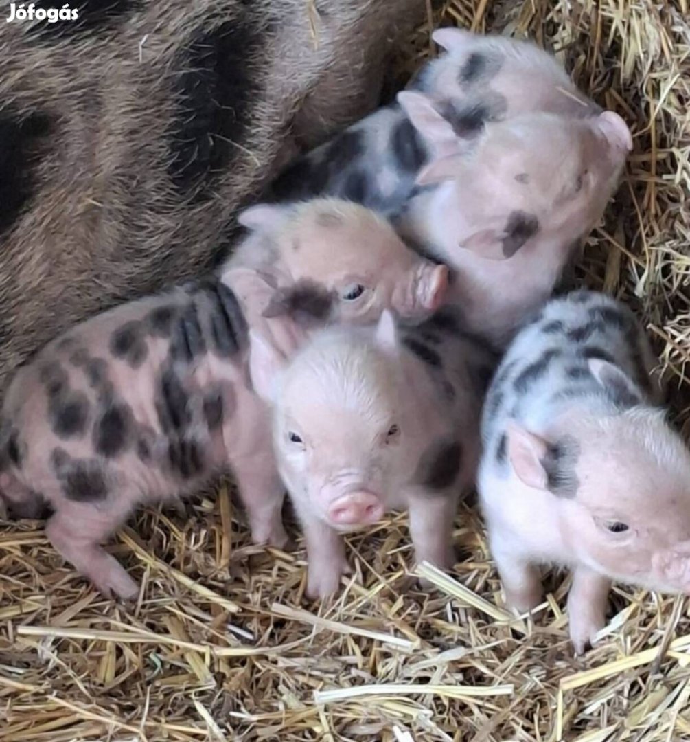 Minnesotai törpe malacok törpemalac