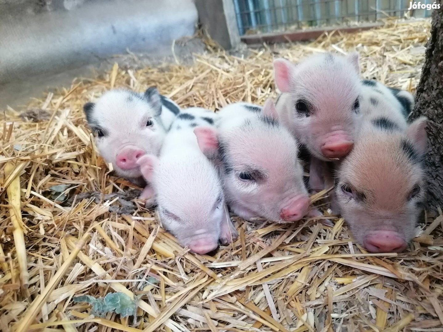 Minnesotai törpemalacok eladók