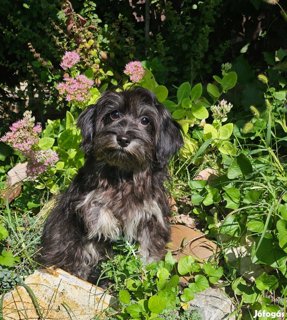 Minőségi Bichon Havanese cukiságok