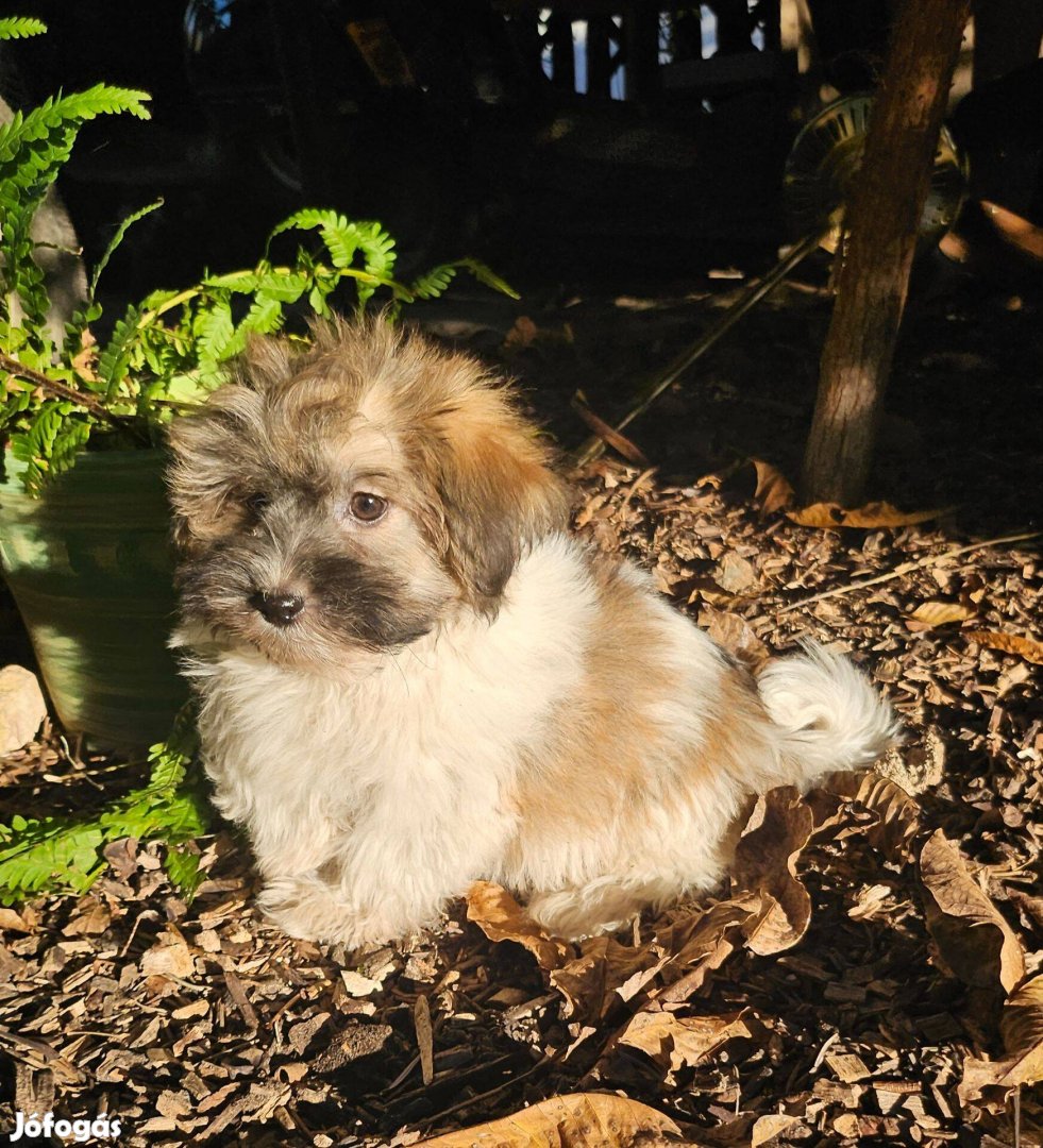 Minőségi Bichon Havanese kiskutyák