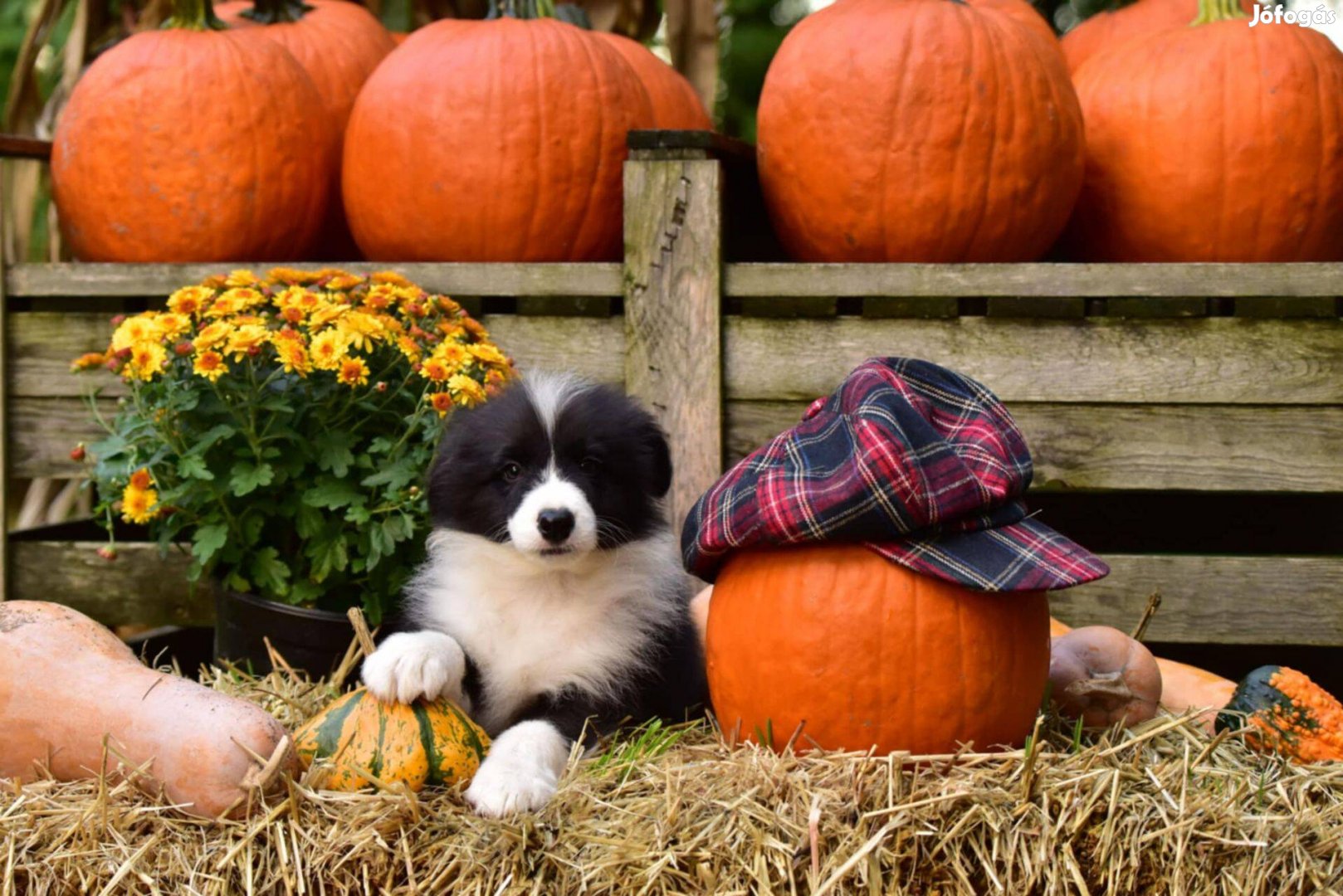 Minőségi Border Collie Kiskutyák Tenyésztőtől - Törzskönyvvel