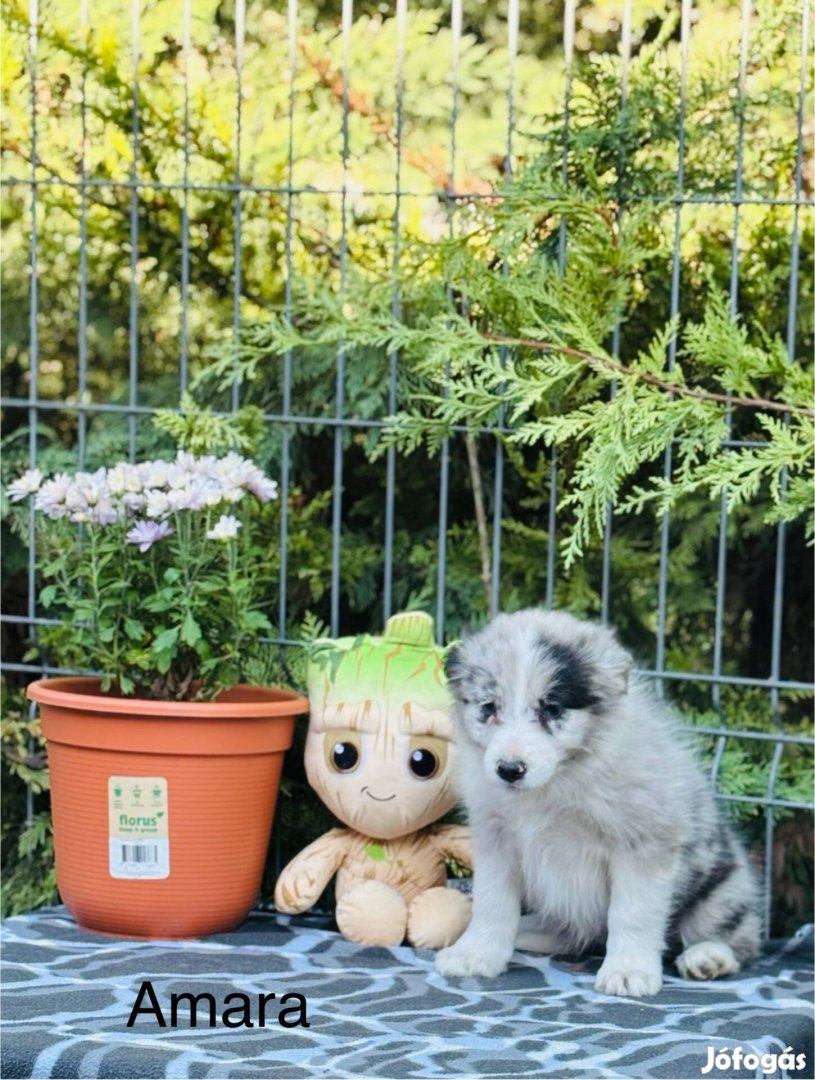 Minőségi Border Collie kiskutyák