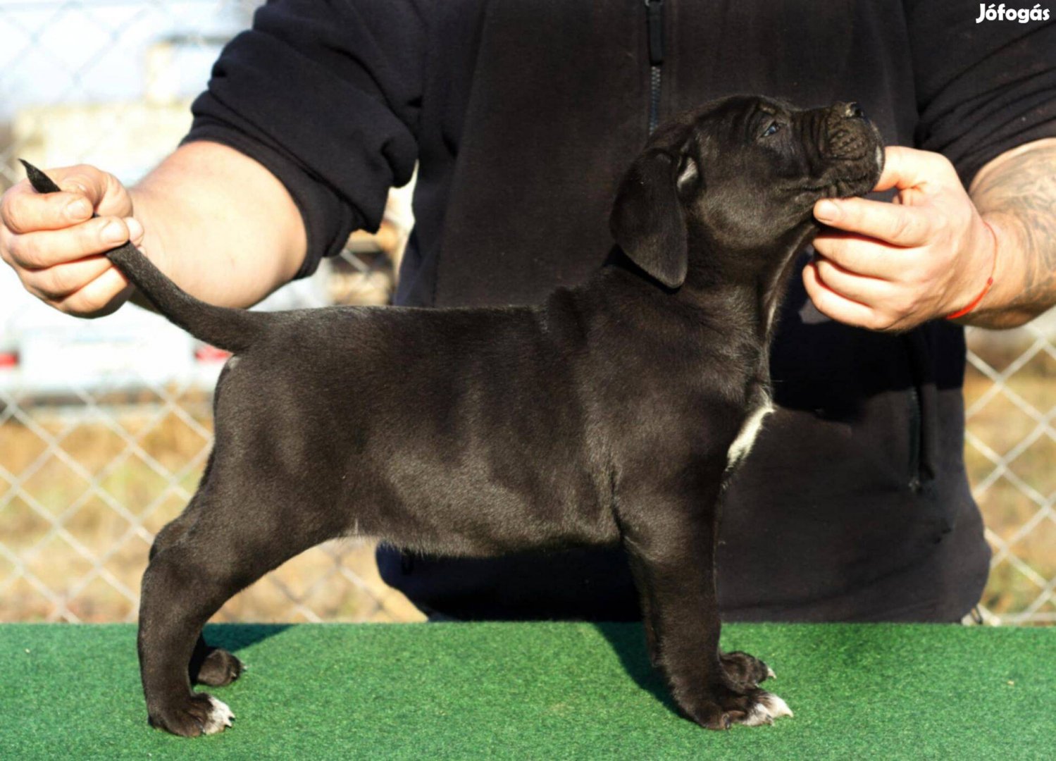 Minőségi Cane corso kisláyn törzskönyvvel