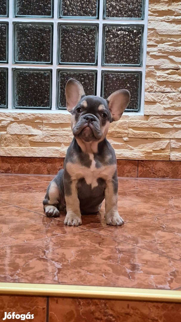 Minőségi Francia bulldog kiskutyák kaphatók!