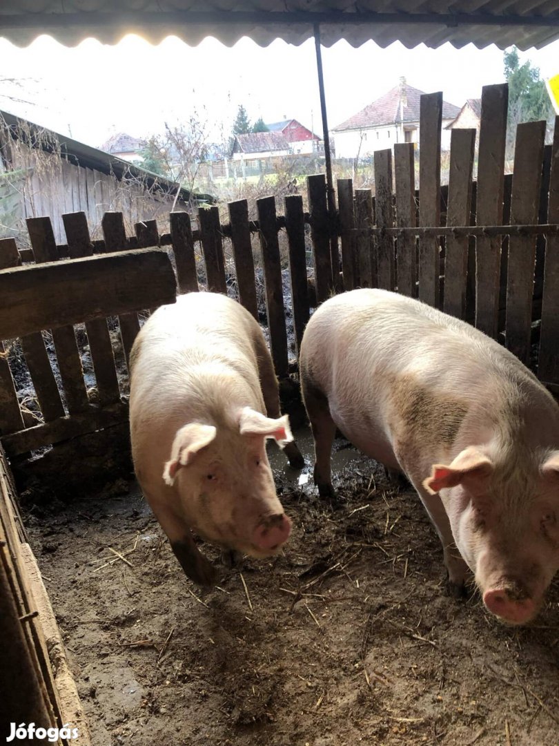 Minőségi, hús jellegű hízó eladó. háznál tartott 