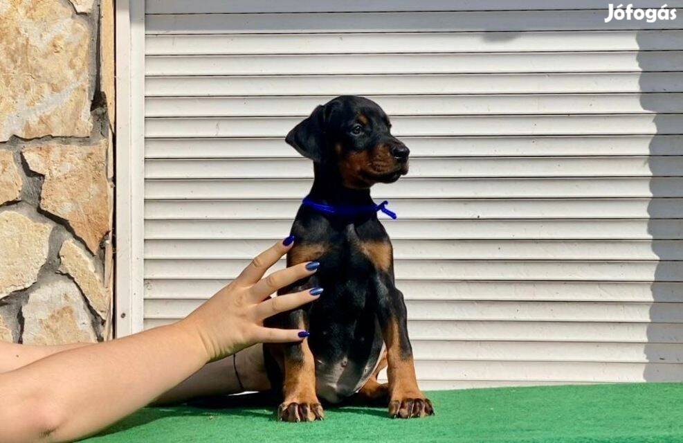 Minőségi gyönyörű törzskönyves dobermann kiskutyák eladók